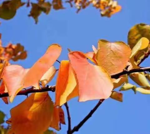 傲竹诗韵（二十）