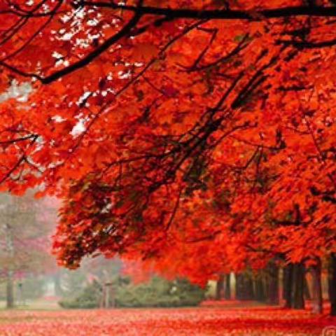 傲竹诗韵（二十三）