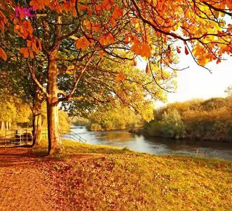 傲竹诗韵（第三十二期）