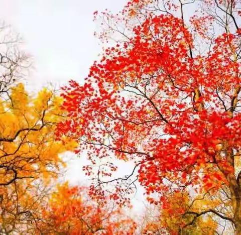 傲竹诗韵（二十二）