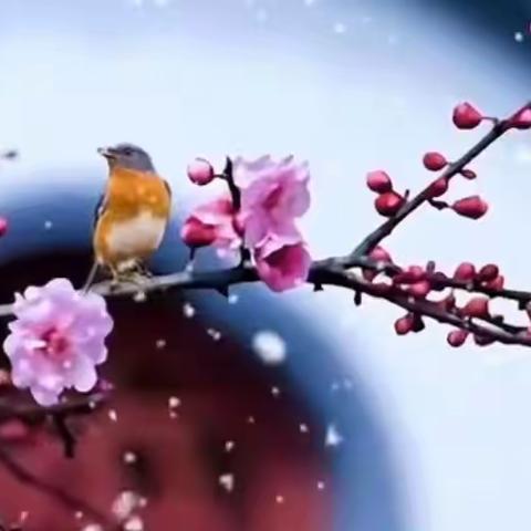 傲竹诗韵（第二十五期）