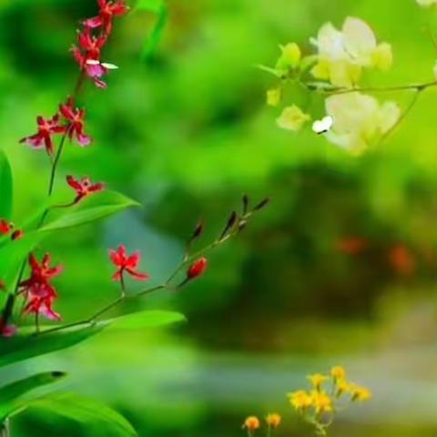 傲竹诗韵（第二十七期）