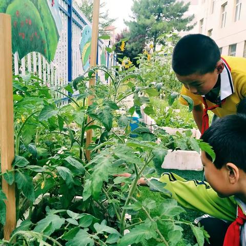 ［东小校讯］体验耕耘与收获   开启自然科学之门―― 清水县东关小学蔬菜种植实践基地成长记