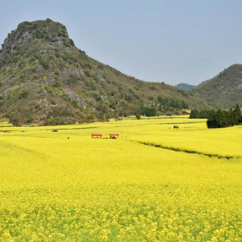 油菜花儿香，田园似画廊