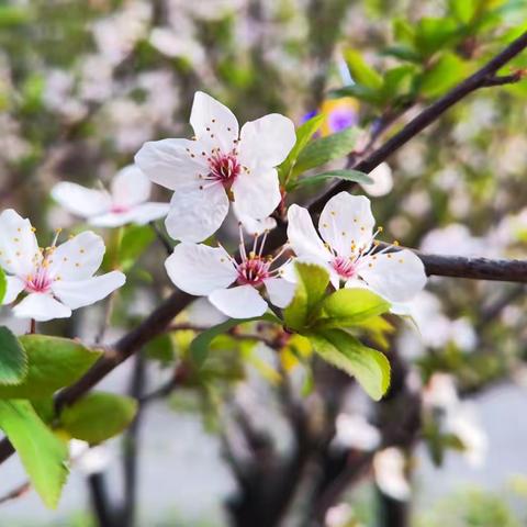 三月春风沉醉不知樱花归路