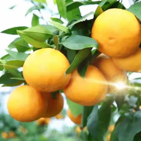 红美人采摘来了，