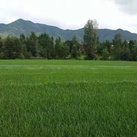 乡愁
