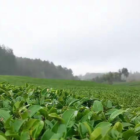 西山村村规民约“出笼”了