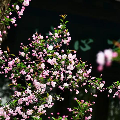 2018年踏青赏花