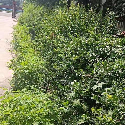 修剪花草，疏通水沟