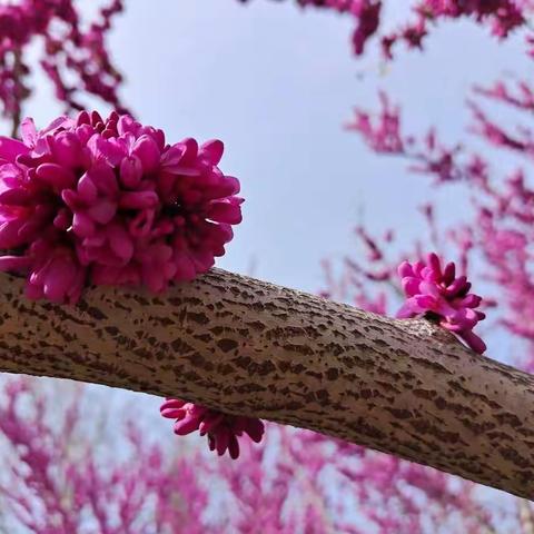 快把家门口的“花花世界”看个遍吧！