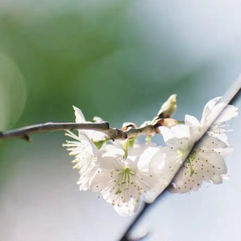 雨润杏花，春耕不辍——颍阳镇中心学校视导组莅临邢庙中心小学开展教育教学常规视导