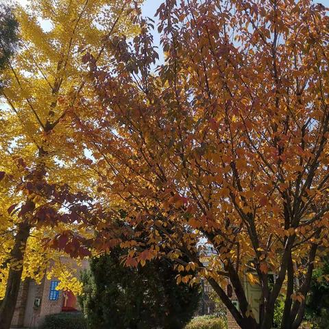 停课不停学，线上展风采——西坪小学防疫期间线上教学及活动情况