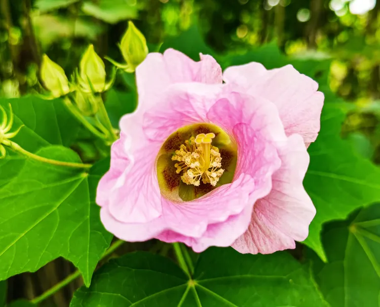 今年成都天府芙蓉园的芙蓉花已零星开放.