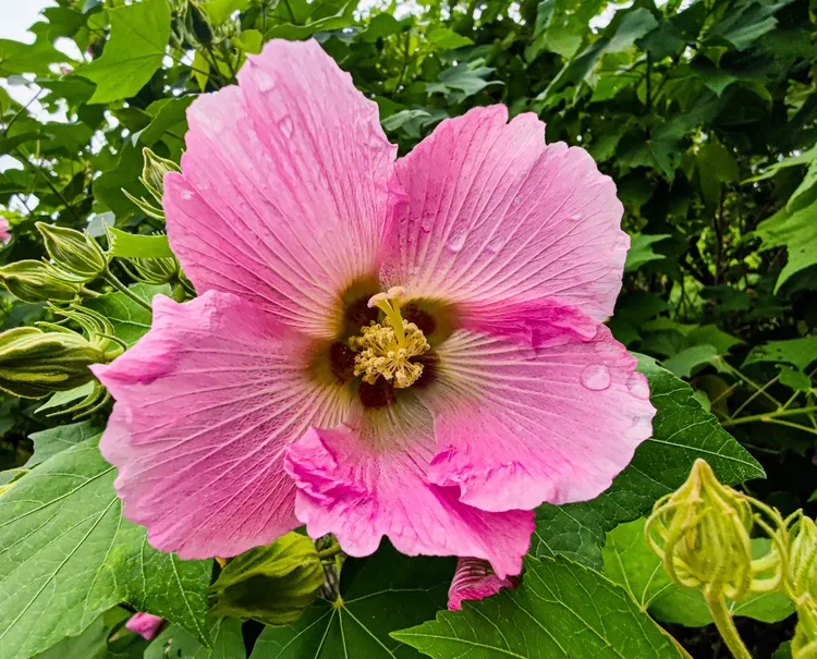 今年成都天府芙蓉园的芙蓉花已零星开放.