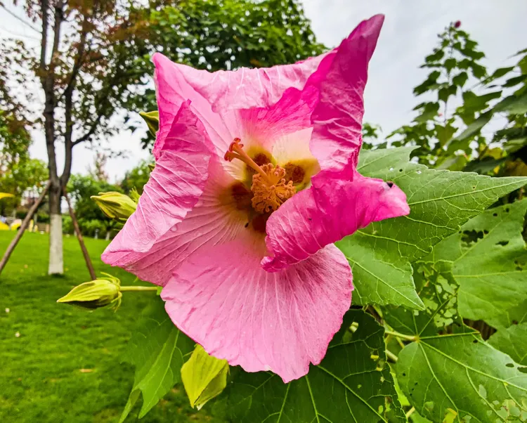 今年成都天府芙蓉园的芙蓉花已零星开放.