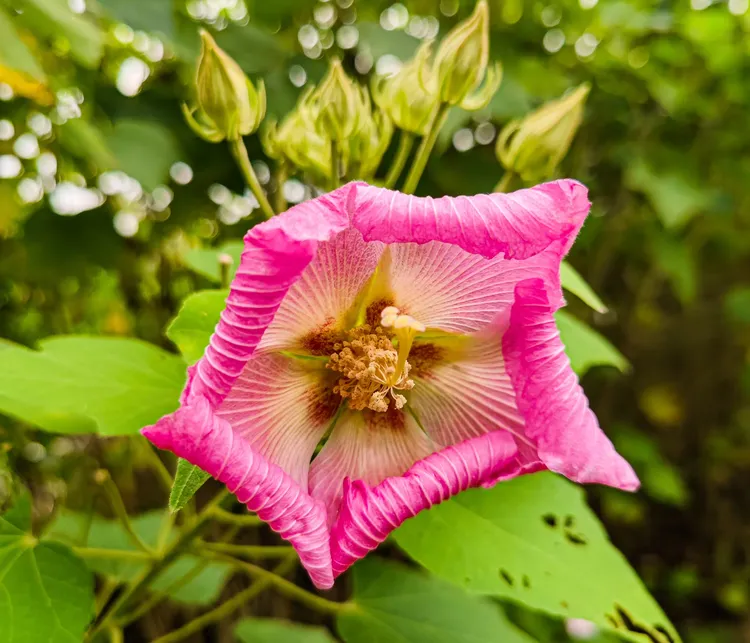 今年成都天府芙蓉园的芙蓉花已零星开放.