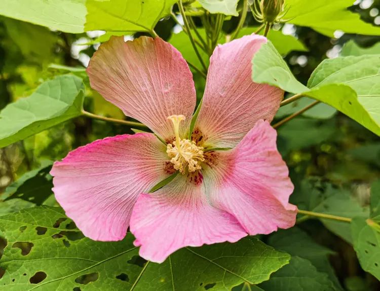 今年成都天府芙蓉园的芙蓉花已零星开放.