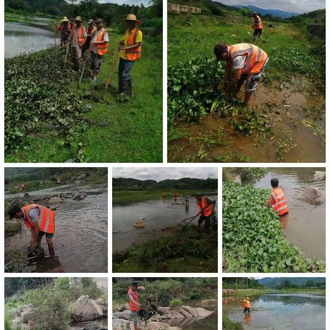 畅好乡开展水浮莲清理“百日大战”攻坚行动