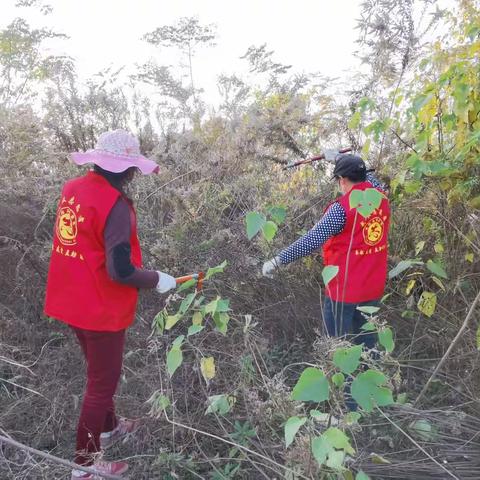 文明实践|清除生态杀手，保护美丽家园