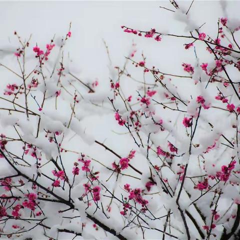 瑞雪祥年，酝酿春暖花开—江河国际实验学校教师培训活动