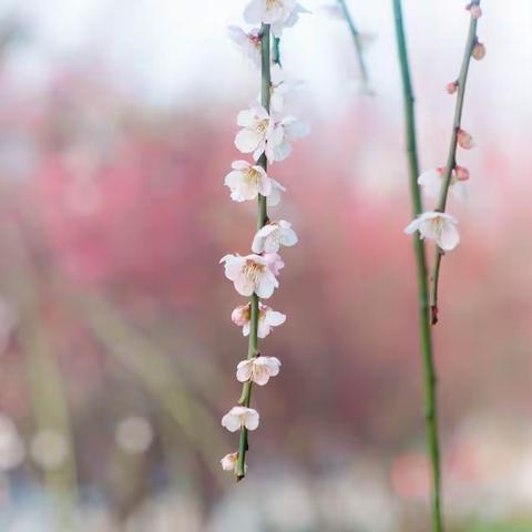 三尺讲台存日月，青春奏华章——江河国际实验学校进行新学期模拟讲课活动