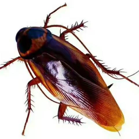 蟑螂的生活习性