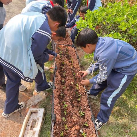 空心菜生长记——横峰县实验小学四（6）太阳中队劳动实践教育