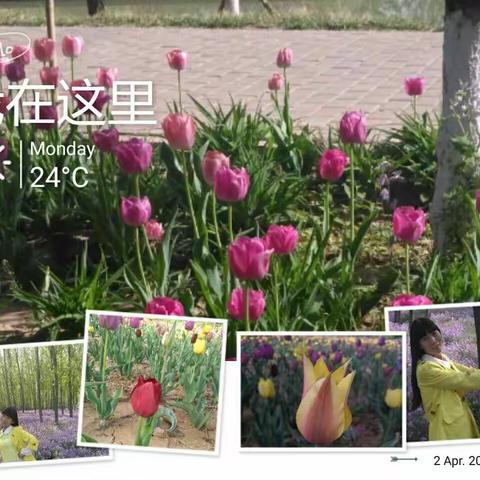 春的气息扑面而来，百花争艳，置身于花海中，心情也随之愉悦许多。