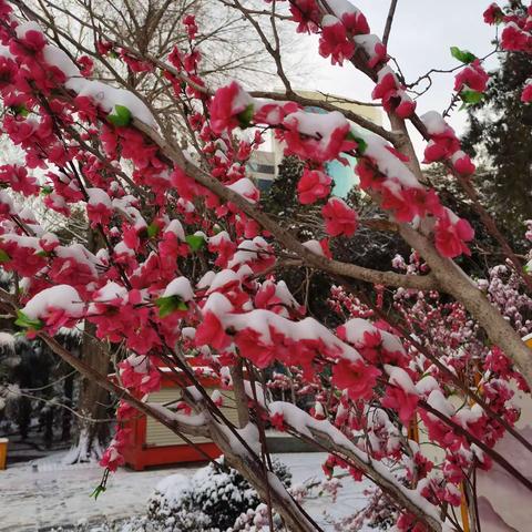 初冬迎瑞雪