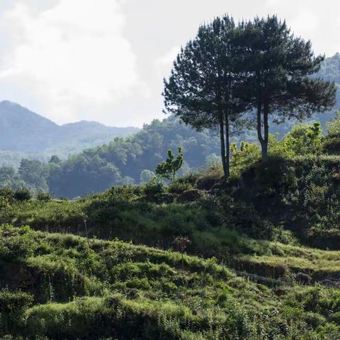 南山，一场不愿醒来的美梦