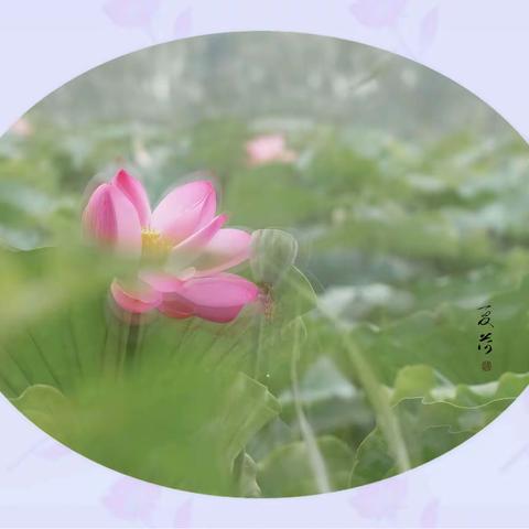 《又逢夏荷盛开时》作者浮萍/摄影浮萍