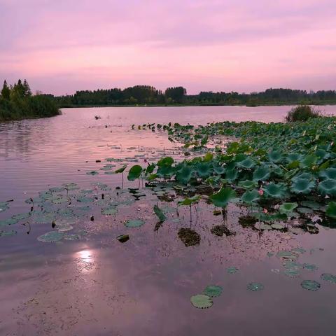 《十里荷花映晚霞》作者浮萍/摄影浮萍