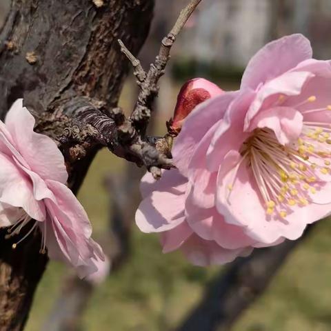 北京阳春三月，明城墙遗址公园梅花开！
