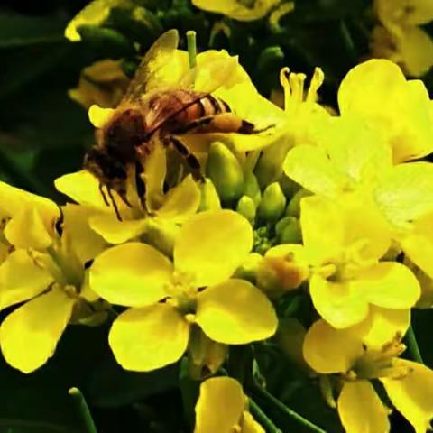 我与春天的油菜花！(乐赏在大兴)