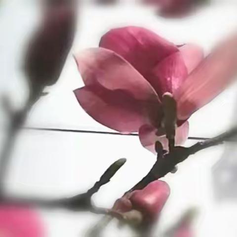 手机拍《玉兰花》