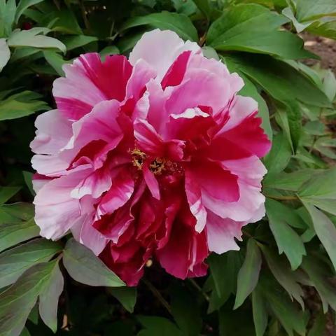 莲花池公园牧丹花儿景色美！
