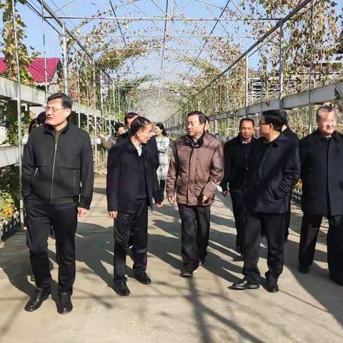 魔芋产业再发力  乡村振兴添动力