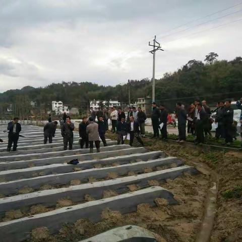 烟叶提质塑形，石城在行动