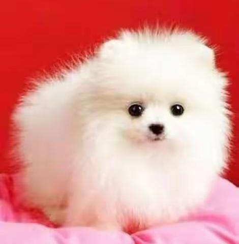 宝贝晋级学院2017