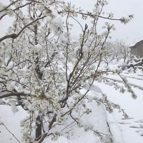 雪中花