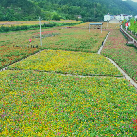 致三川镇在外乡贤的一封信
