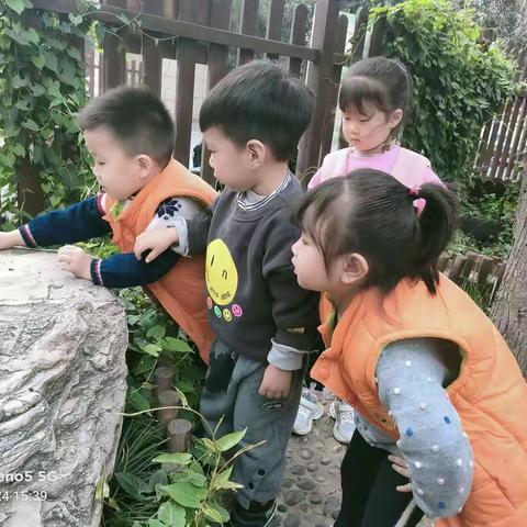 小三班主题课程《拜访春天》