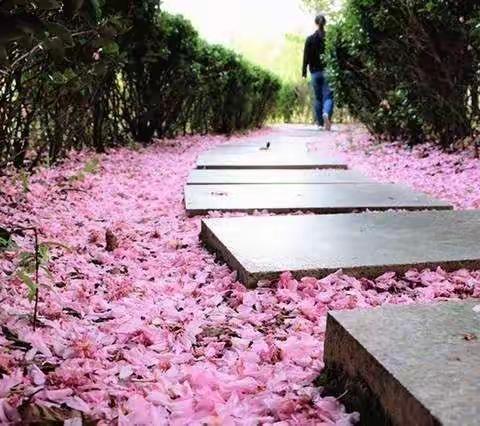 踏花归去马蹄香——广西师范大学 国培之旅第十天