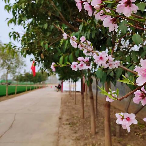 三里屯村～环境整治出成效 助力乡村换新颜