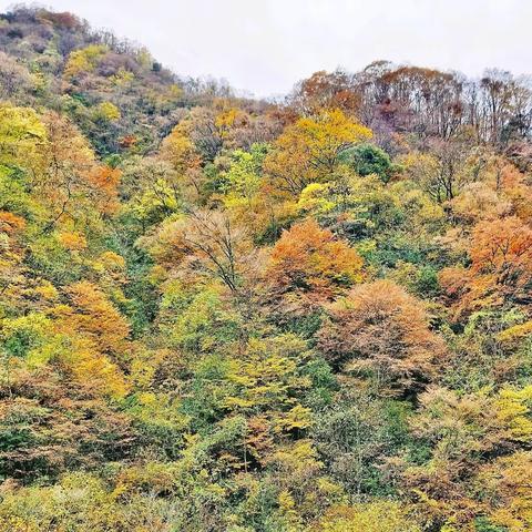 江山如画 秋色尽染，三、游神秘的神农架