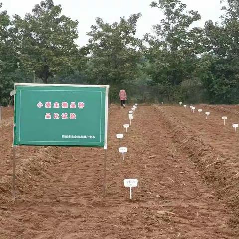 农技中心顺利完成小麦试验示范田播种工作