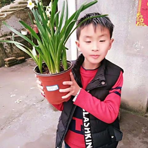 徐王徵的水仙花成长记录