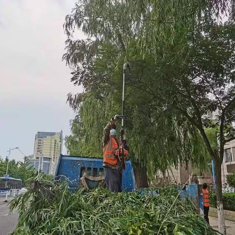 【宣化城管】树木提干修剪    车辆平安出行