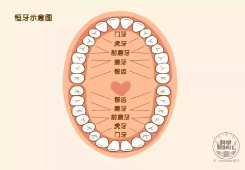 健康萌“牙”，如“齿”精彩——大一班班本课程《牙齿小秘密》